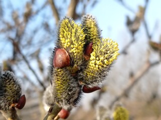 Catkin © Олександр