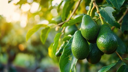 Avocado tree with fresh avocados in the morning banner with copy space