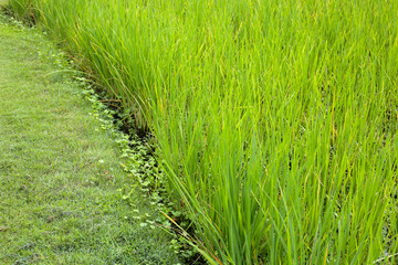 Rice plant in rice field.