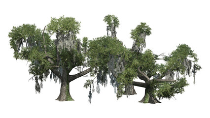 Group of Live Oak trees on transparent background - 3D Illustration