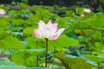 Pink white lotus flower blooming in pond with green leaves. Lotus lake, beautiful nature background.