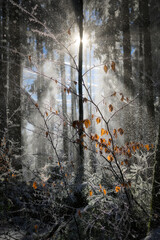 Winterwald mit schnee. Gold braune Blätter leuchten an einem Zweig im Gegenlicht. Sonnenstrahlen im Nebeldunst. Schneeverwehung zwischen den Bäumen