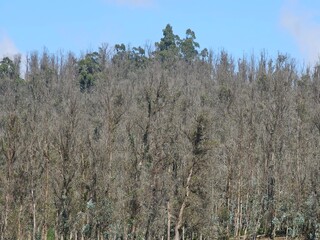 Eucalyptus forest in Ooty,Tamil Nadu,India. 