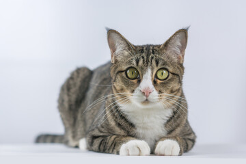 Cute cat image in a white background.