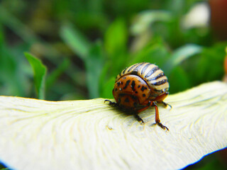 Colorado beetle on a leaf, close-up. Pest control in the garden. Insects that destroy crops are a pest of agriculture.