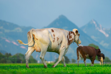 Cattle cow grazing on farmland. Grazing Cows in a Meadow with Grass. Cows Herd on a Grass Field....