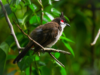 Close-up of a red Whiskered Bulbul bird perching in natural environment in overcast weather 