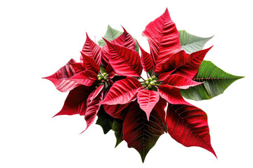 Poinsettia Flower Isolated on Transparent Background