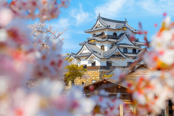 Fototapeta premium Beautiful full bloom cherry blossom at Hikone Castle in Shiga, Japan