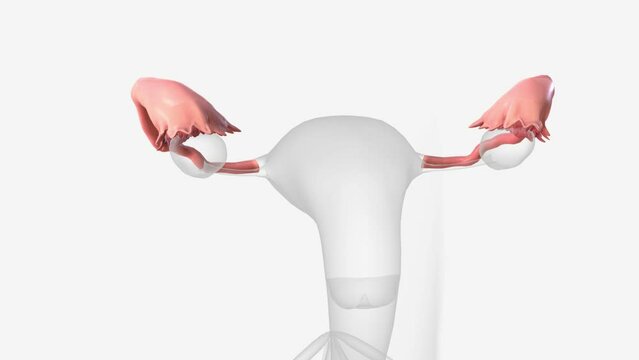 The fallopian tubes are bilateral conduits between the ovaries and the uterus in the female pelvis .