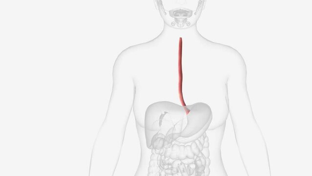 The esophagus is the hollow, muscular tube that passes food and liquid from your throat to your stomach .