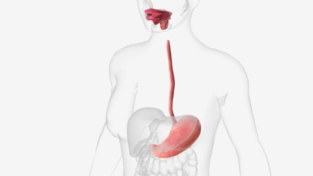 Upper gastrointestinal tract 3d medical
