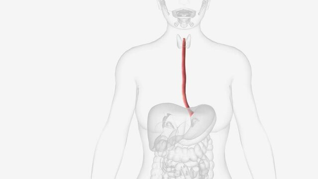 The esophagus is the hollow, muscular tube that passes food and liquid from your throat to your stomach .