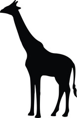 Giraffe silhouette 