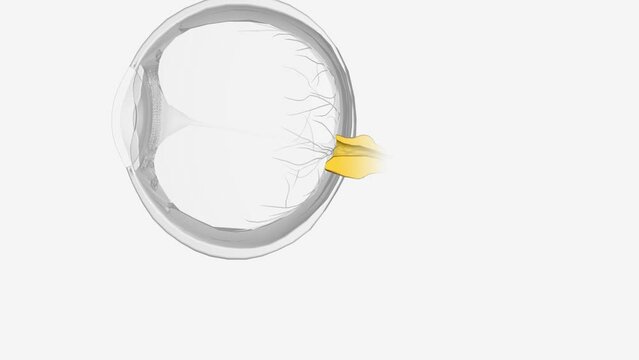 Six cranial nerves innervate motor, sensory, and autonomic structures in the eyes .