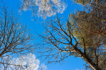 Tops of trees against the blue sky in the winter season