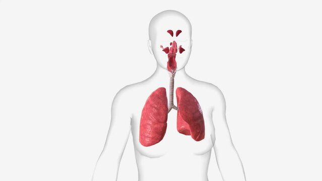 The respiratory system includes the nose, mouth, throat, voice box, windpipe, and lungs .