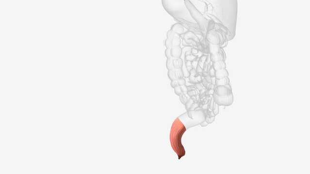 Rectum, terminal segment of the digestive system in which feces accumulate just prior to discharge .