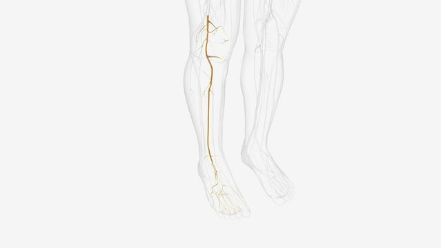 tibial nerve and terminal branches .
