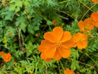 Yellow or Orange Cosmos
Blossom in Garden.Cosmos
bloom.