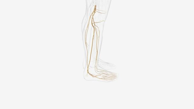 Nerves of right leg and foot .