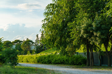 Luxurious greenery of deciduous trees near the embankment of the resort city of Gelendzhik.