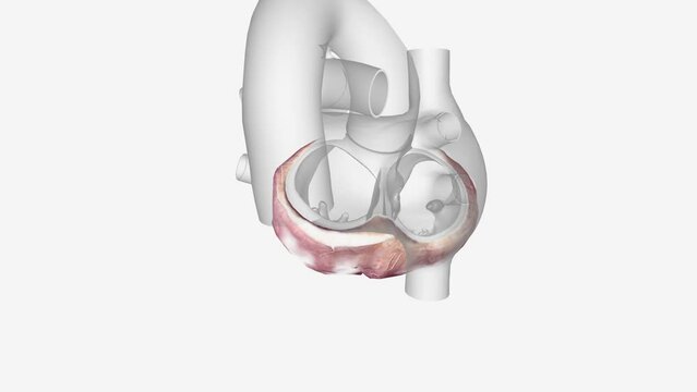 Cardiac Fat. There are 3 major fat depots around the heart: pericardial fat, epicardial fat and intracellular myocardial fat .