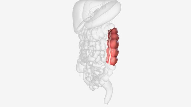 The descending colon is a part of the large intestine .