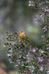 Beautiful portrait of a greenfinch passerine bird perched on some tree branches with leaves looking laterally in the Sierra de Andujar, Andalusia, Spain, Europe