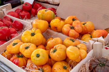 delicious yellow beef tomatoes on the market