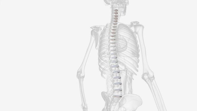 The intervertebral disc (IVD) is important in the normal functioning of the spine.