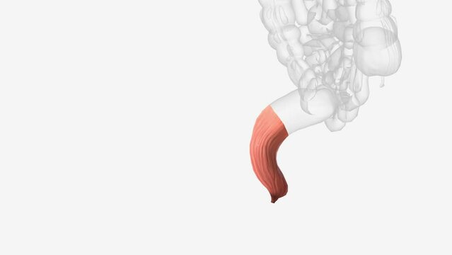 Rectum, terminal segment of the digestive system in which feces accumulate just prior to discharge .