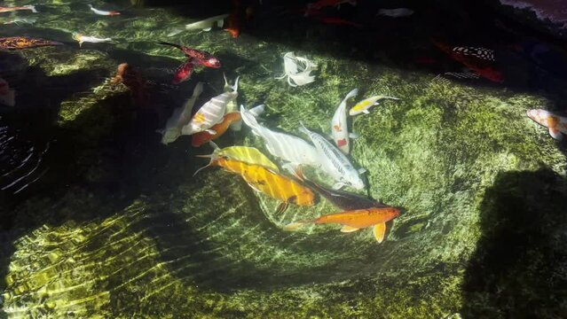 High angle lockdown shot of Koi Carp fish swimming in pond during sunny day