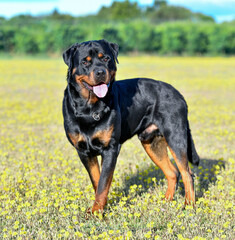 Obraz premium rottweiler in nature