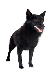  young Schipperke in studio