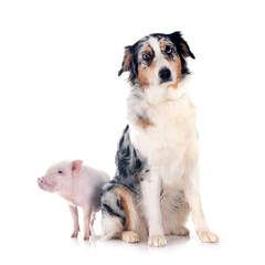 miniature pig and australian shepherd in studio