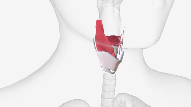 larynx is located within the anterior aspect of the neck, anterior to the inferior portion of the pharynx and superior to the trachea .
