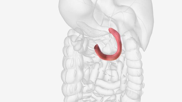 The duodenum is the initial C-shaped segment of the small intestine and is a continuation of the pylorus .