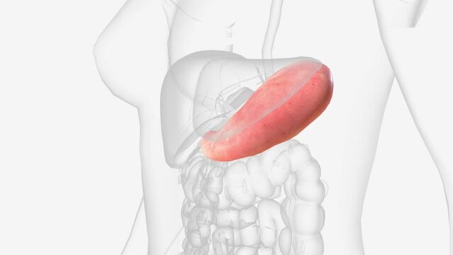 The stomach is a J-shaped organ that digests food.