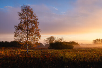Fototapeta na wymiar sunrise over the meadow and a birch with dramatic light