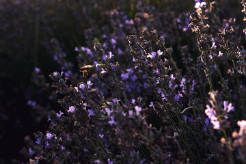 Sunset over a violet lavender field .Valensole lavender fields, Provence, Albania.