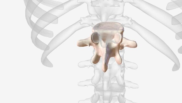 As the first vertebra in the lumbar region, the L1 vertebra bears the weight of the upper body and acts as a transition between the thoracic and lumbar vertebrae .