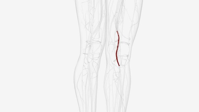 popliteal artery is located behind your knee and runs behind your knee pit .