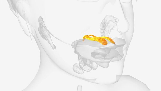 The palatine glands form a continuous layer on the posterior surface of the mucous membrane of the soft palate and around the uvula.