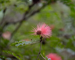  red powder puff flower in garden