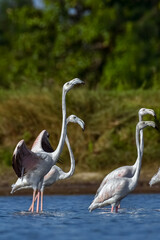 Greater flamingos