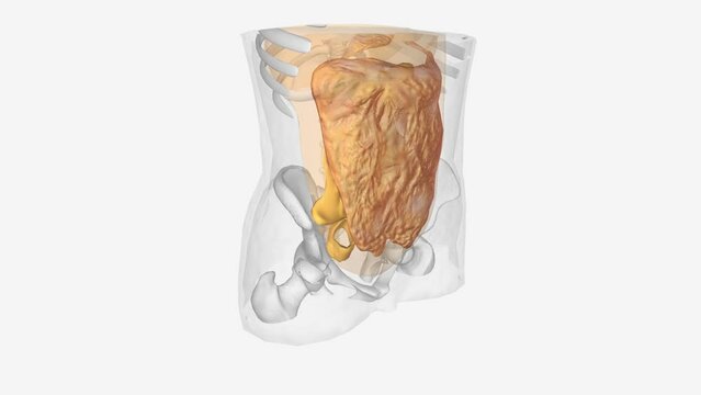 The abdominal viscera can be divided anatomically by their relationship to the peritoneum .