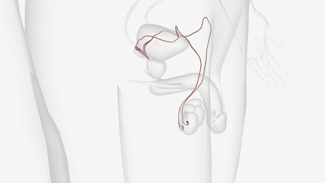 The ductus deferens, or vas deferens, is a fibromuscular tube that is continuation of the epididymis and is an excretory duct of the testis .