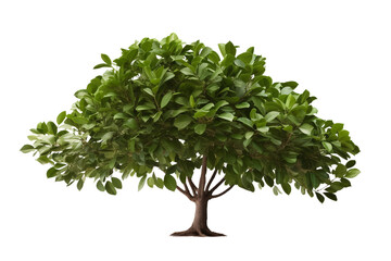 Rubber Tree Isolated on Transparent Background
