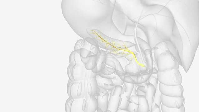 The pancreatic ducts carry digestive enzymes and fluids from the pancreas to the small intestine .
